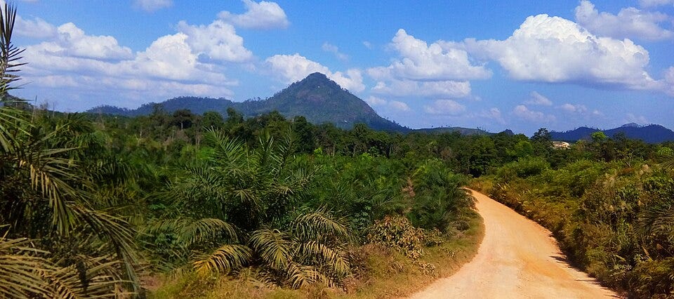 Fueling global green roadmaps: An oil palm plantation in Indonesia, where regional agricultural profiles and B40 biodiesel mandates sparked major automotive R&D investments. (Photo: Rasyid Ridha via Wikimedia Commons, CC BY-SA 4.0)