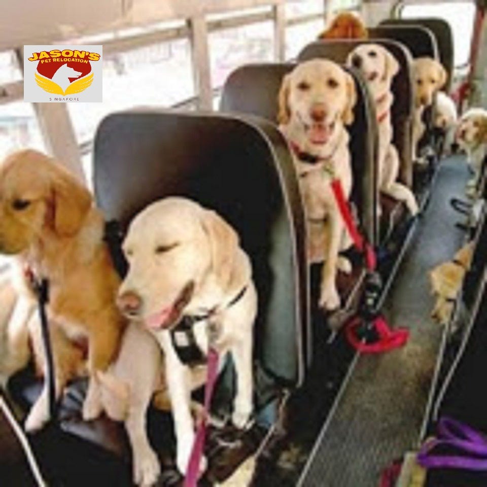 Dog Quarantine In Singapore. Going to Singapore with your pet on… by