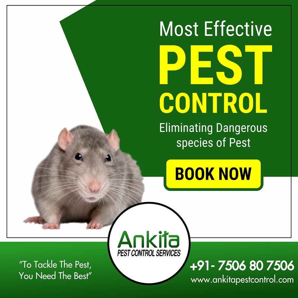 Rodent Control Services The Must Have Protection to Stay Healthy by