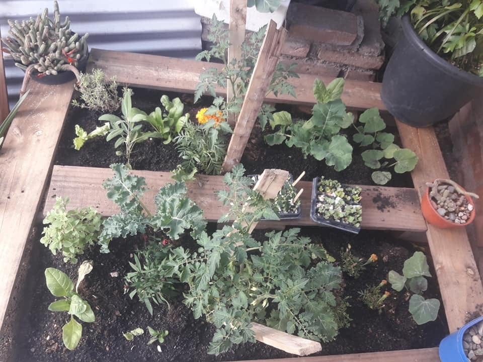 No necesitas un jardín: así puedes cultivar tu comida en 1 metro cuadrado