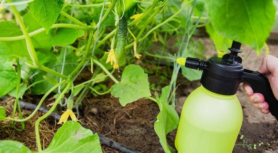 How to Protect Your Greenhouse Cucumbers from Aphids (Without Destroying the Crop)