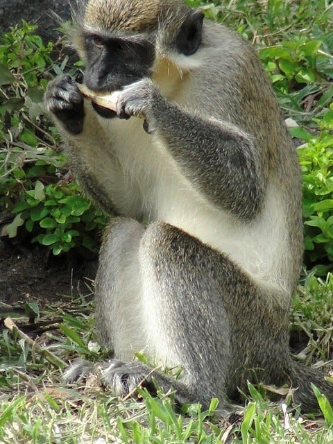 Caribbean wrestles with mischievous invaders: monkeys