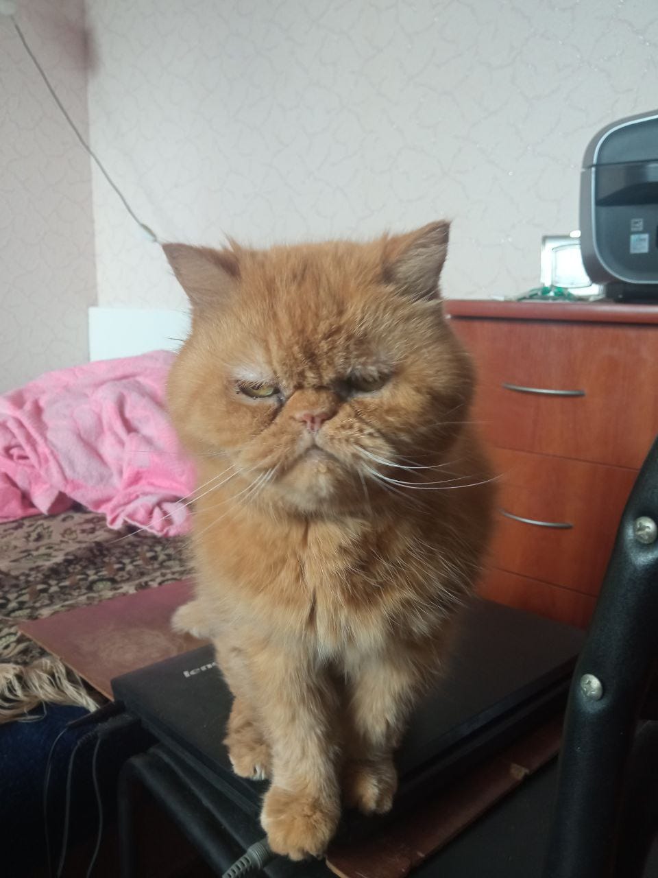 Clearance short haired exotic persian cats New Arrivals