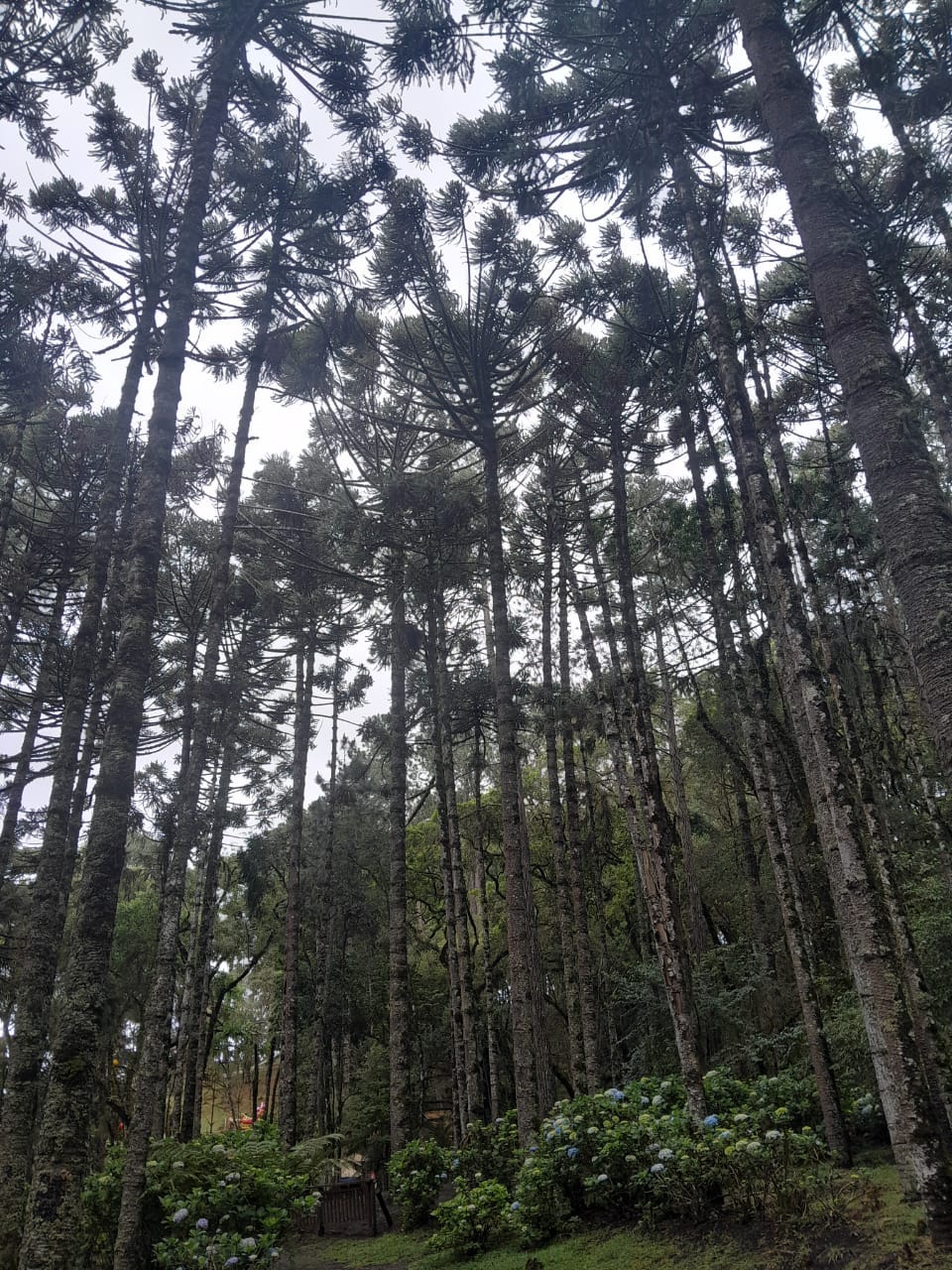 A amizade é como as araucárias