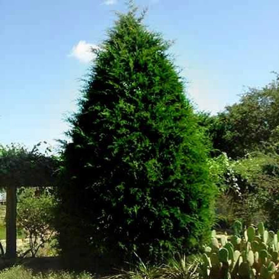 How To Decorate A Live Cedar Tree For Christmas by Tammy Sons Medium