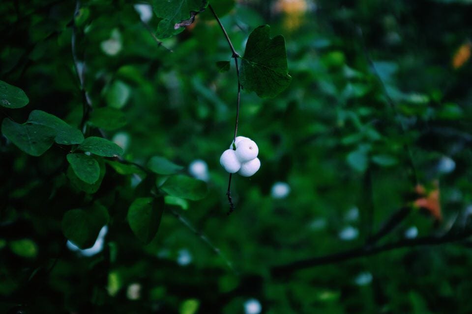 Nature Photography with the Fujifilm X100F