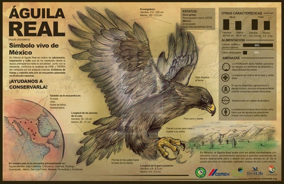 Águila real, emblema de la bandera de México | by La Libélula México |  Medium