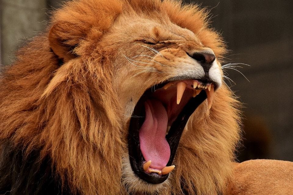 Detailed scientific and factual information about Lions by Edward Detailed scientific and factual information about Lions by Edward