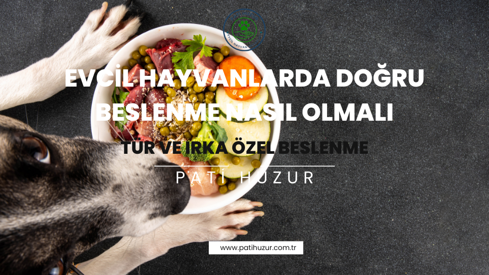 Evcil Hayvanlar İçin Doğru Beslenme Nasıl Olmalı?