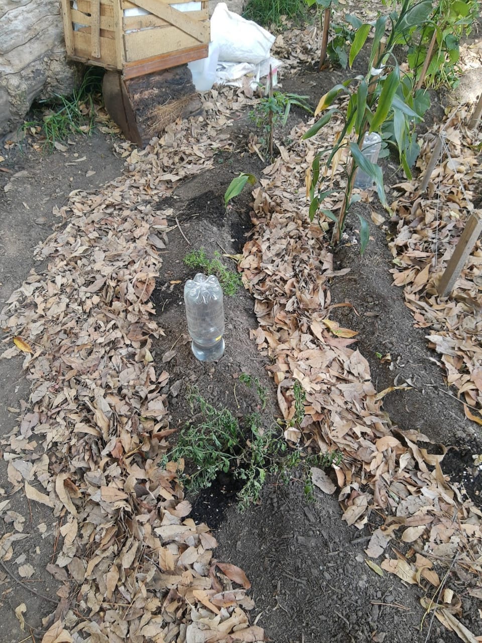 La catarsis de las huertas urbanas.