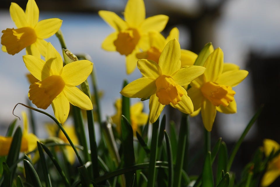 Main Street blooms Daffodil Day returns for third year by Kelly Flynn The Moorestown Sun