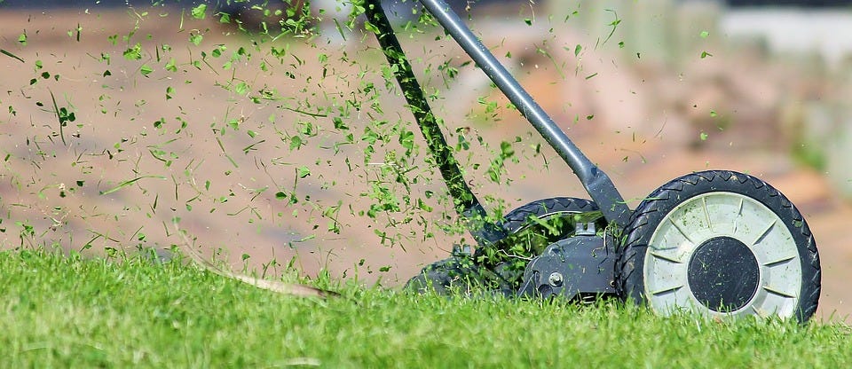 How often should I have my lawn mowed?
