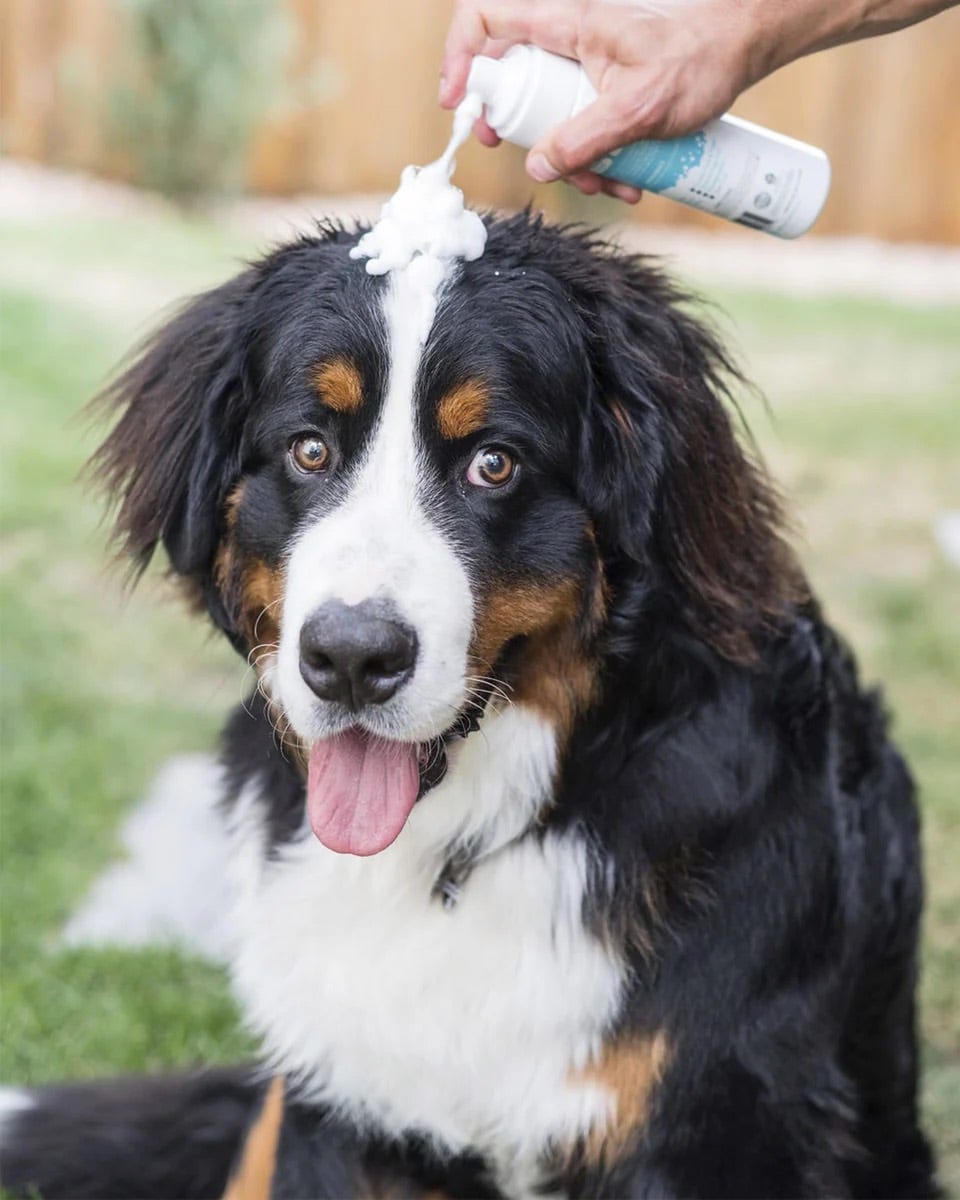 Pups fear of bathing? Try these 3 best waterless dog shampoo in 2023