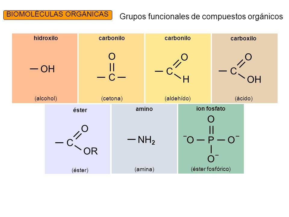 Principales grupos funcionales. Todas las biomoléculas orgánicas son… | by  Isabel Becerril Poqui | Medium