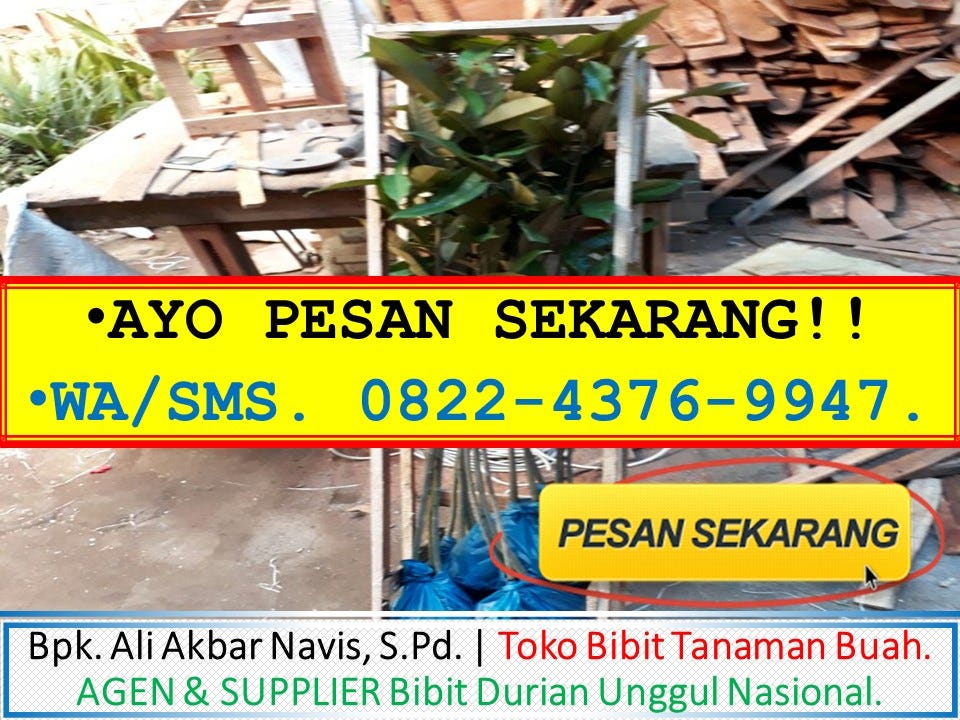Jual Bibit Durian Musang King di Probolinggo CHAT WA KE 0822–4376–9947