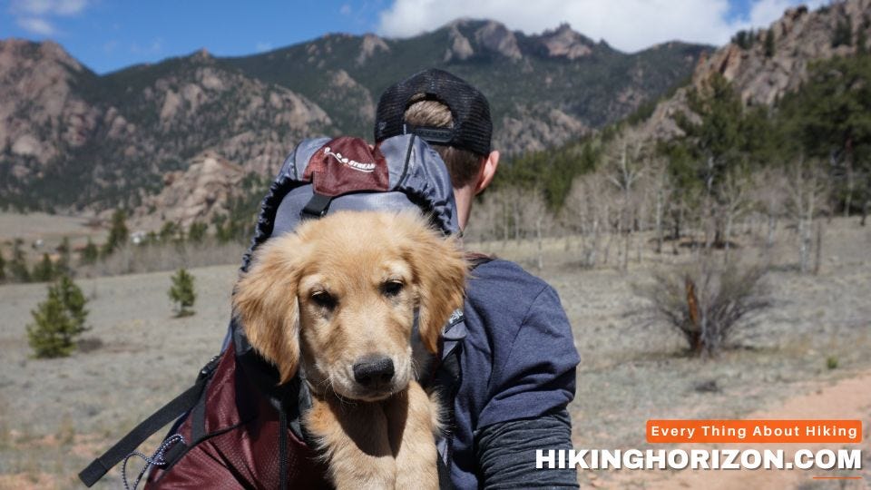 HIKING WITH DOG IN BACKPACK [TIPS FOR BACKPACKING WITH YOUR DOG