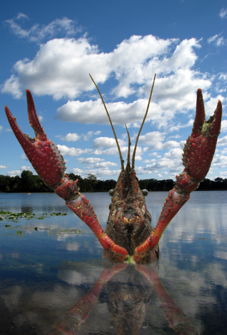 Crayfish or Crawfish — You Choose