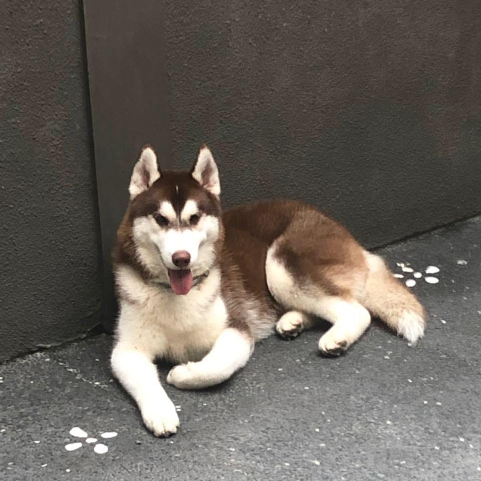 Enhancing Your Dog’s Stamina and Longevity with Herbal Supplement by