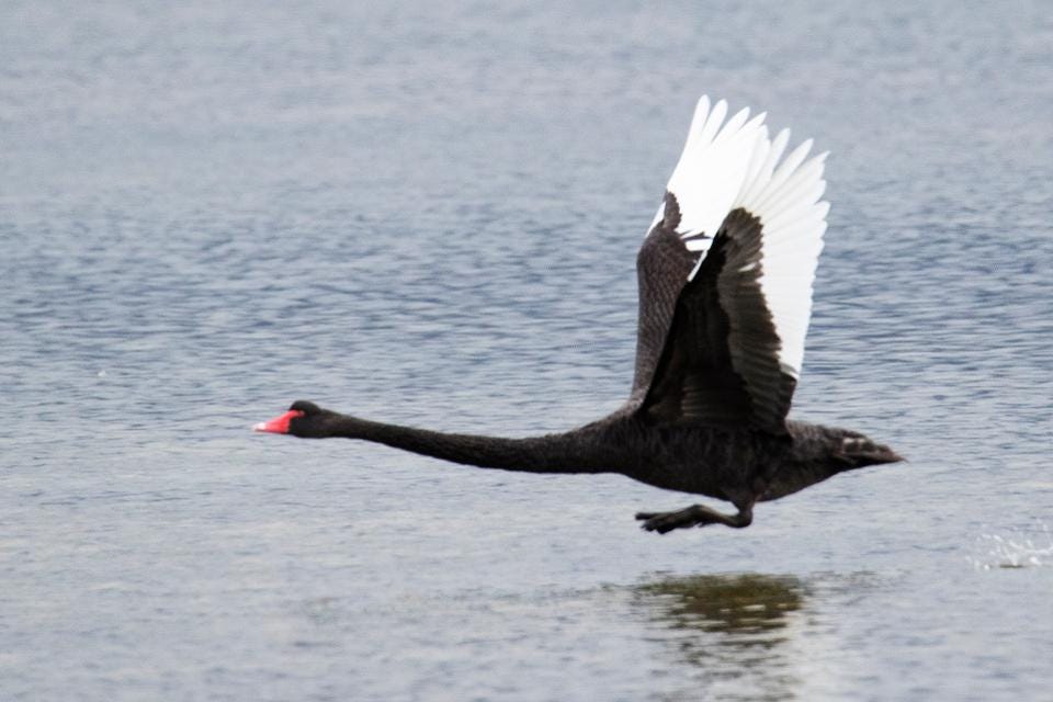 Stop Sending CEOs the Sequoia Black Swan Post | by Lauren | Blue Haven ...