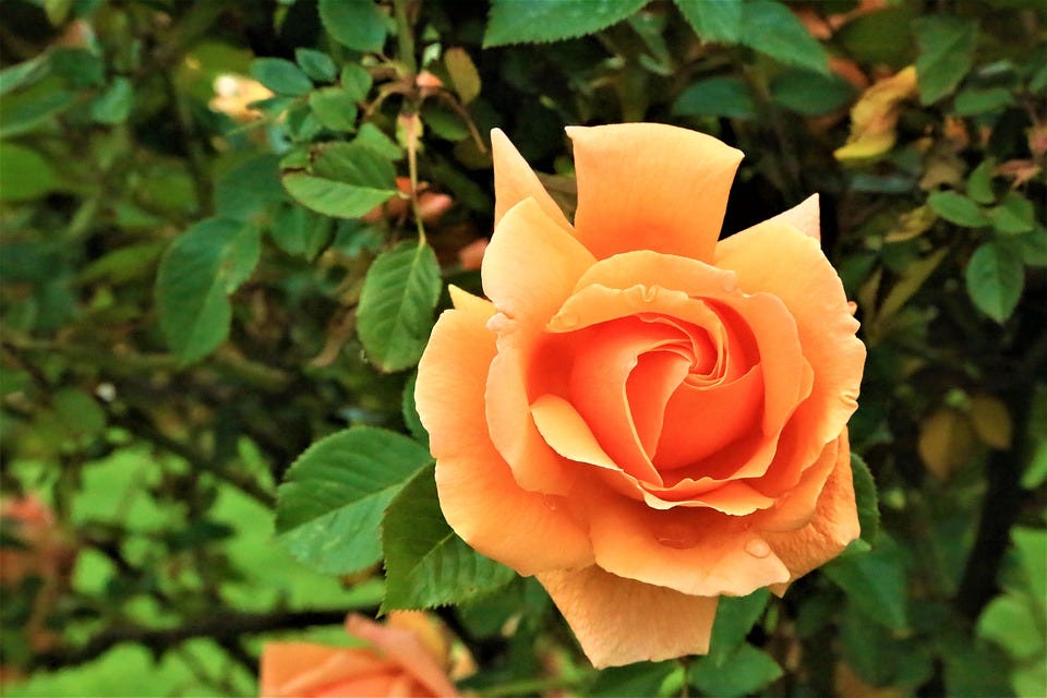 Is Rose Farming is Profitable?. Roses are the most grown flowers in the
