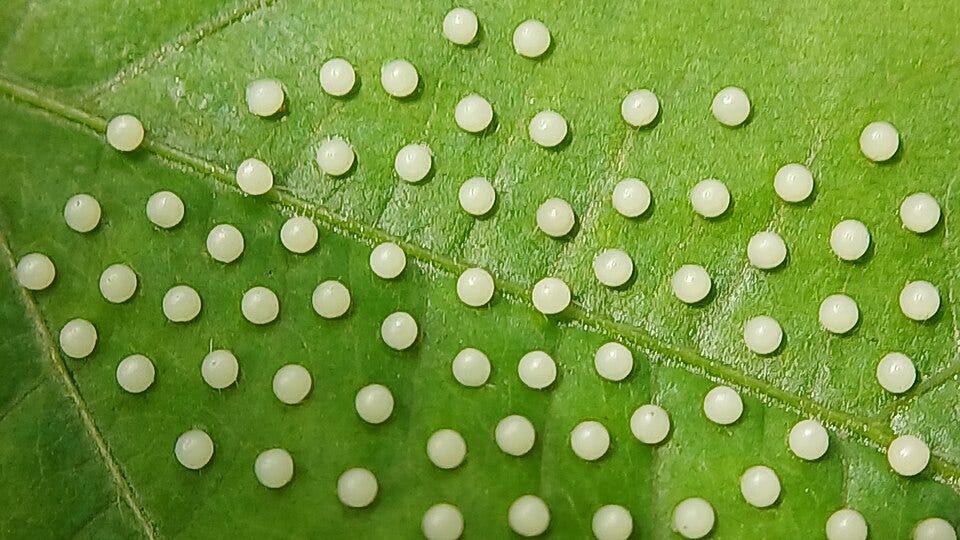 The egg stage: Silently absorbing foundational nutrients, completely unaware of the journey ahead. (Photo by Nativeplants garden via Wikimedia Commons)