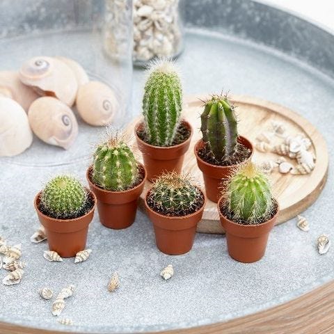 Cactuses Reflecting Human Life. Cactuses have a very significant place |  by Umaimaamir | Medium