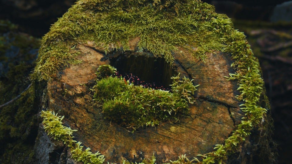 Living Within the Circle of Life
