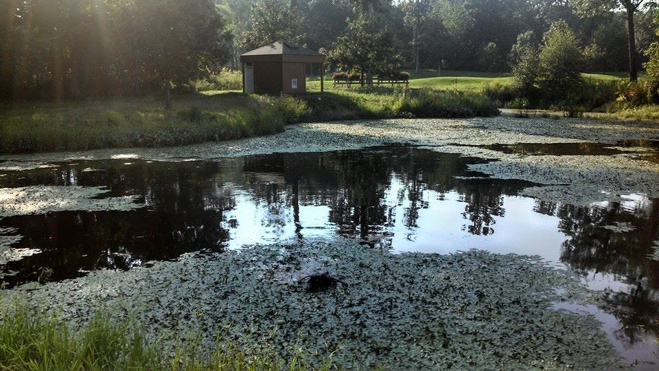 What the MUCK?. If your pond is exhibiting signs of… by Organic