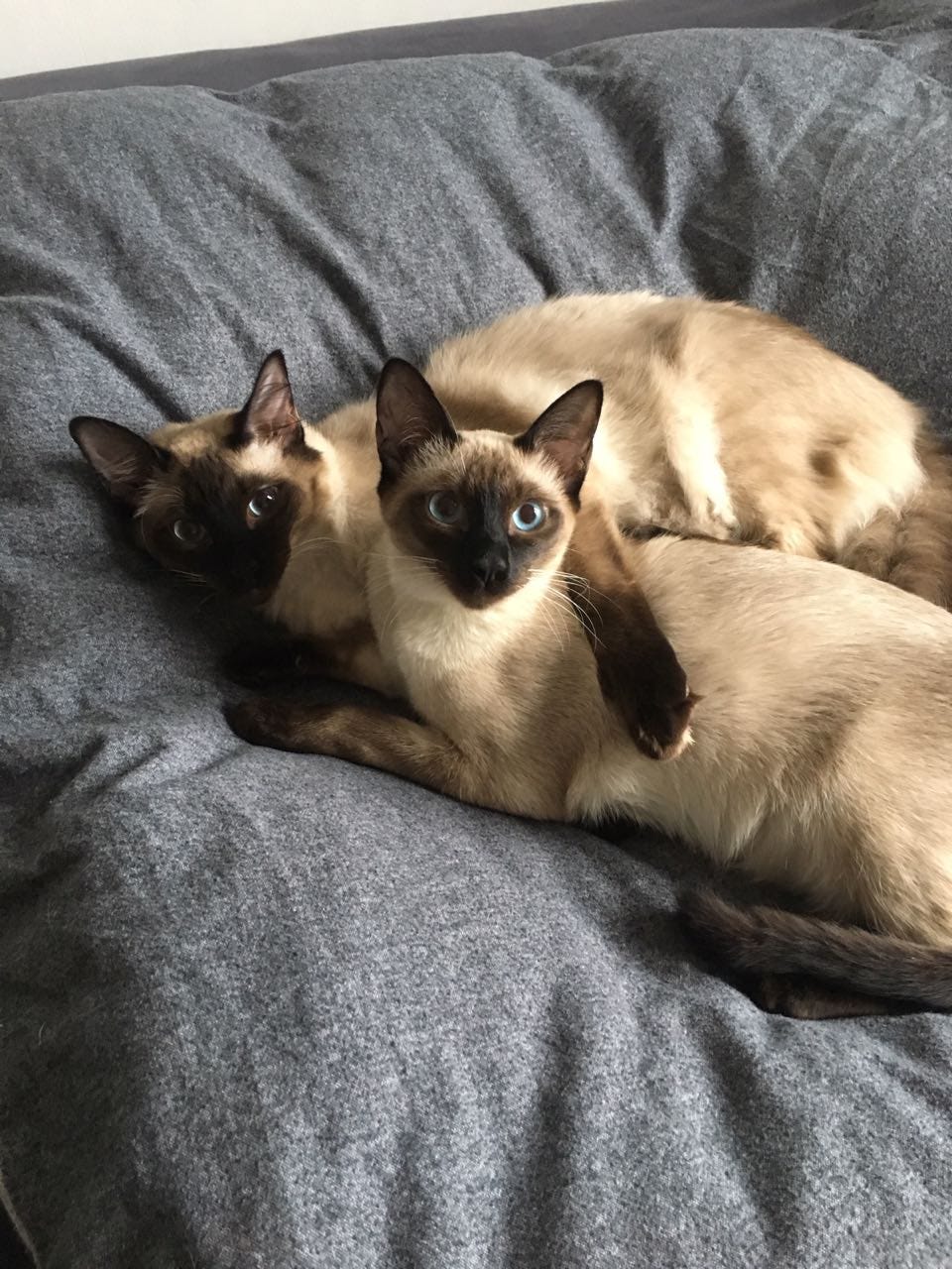 Why you should get a cat!. Even better, why you should get two… by