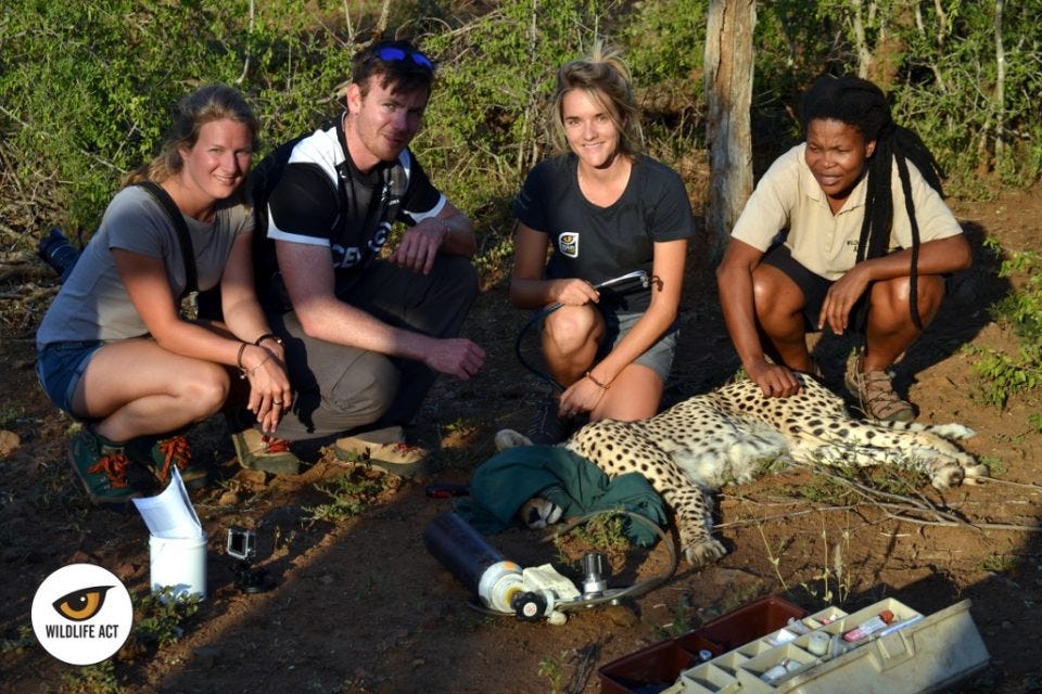 Wildlife conservation. Волонтерство в ЮАР. Экспедиции Wildlife. Wildlife групповое.