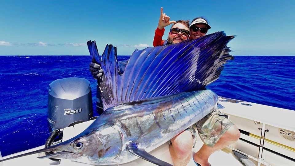 Interesting Facts About Sailfish: Ocean's Fast and Furious, by Ocean Blue