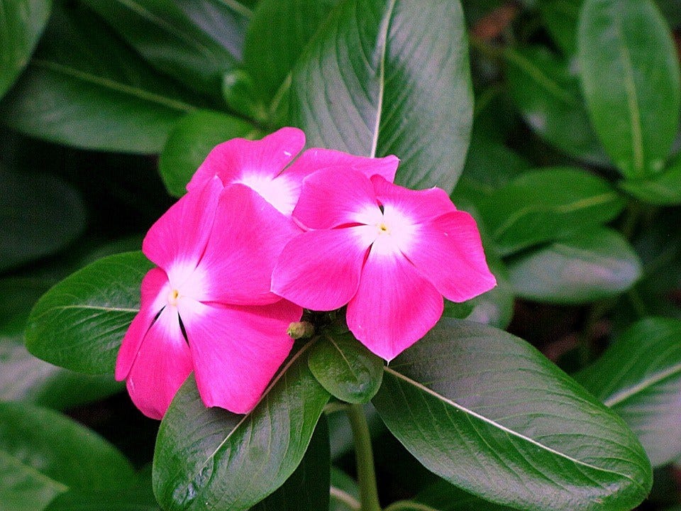 Cuidados y cultivo de la PLANTA TERESITA | by Plantas Ornamentales Perú