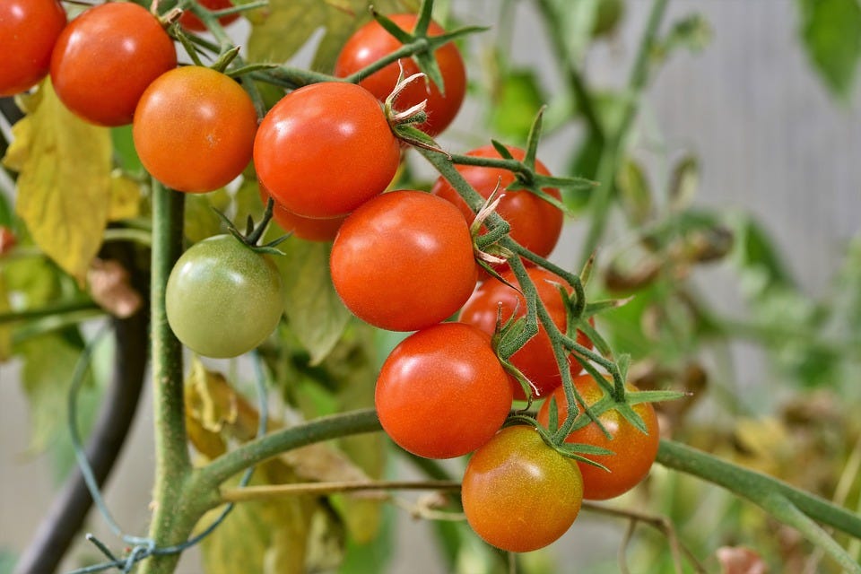 Top 9 Tips On pruning tomato plants, by Ayyappa Swamy