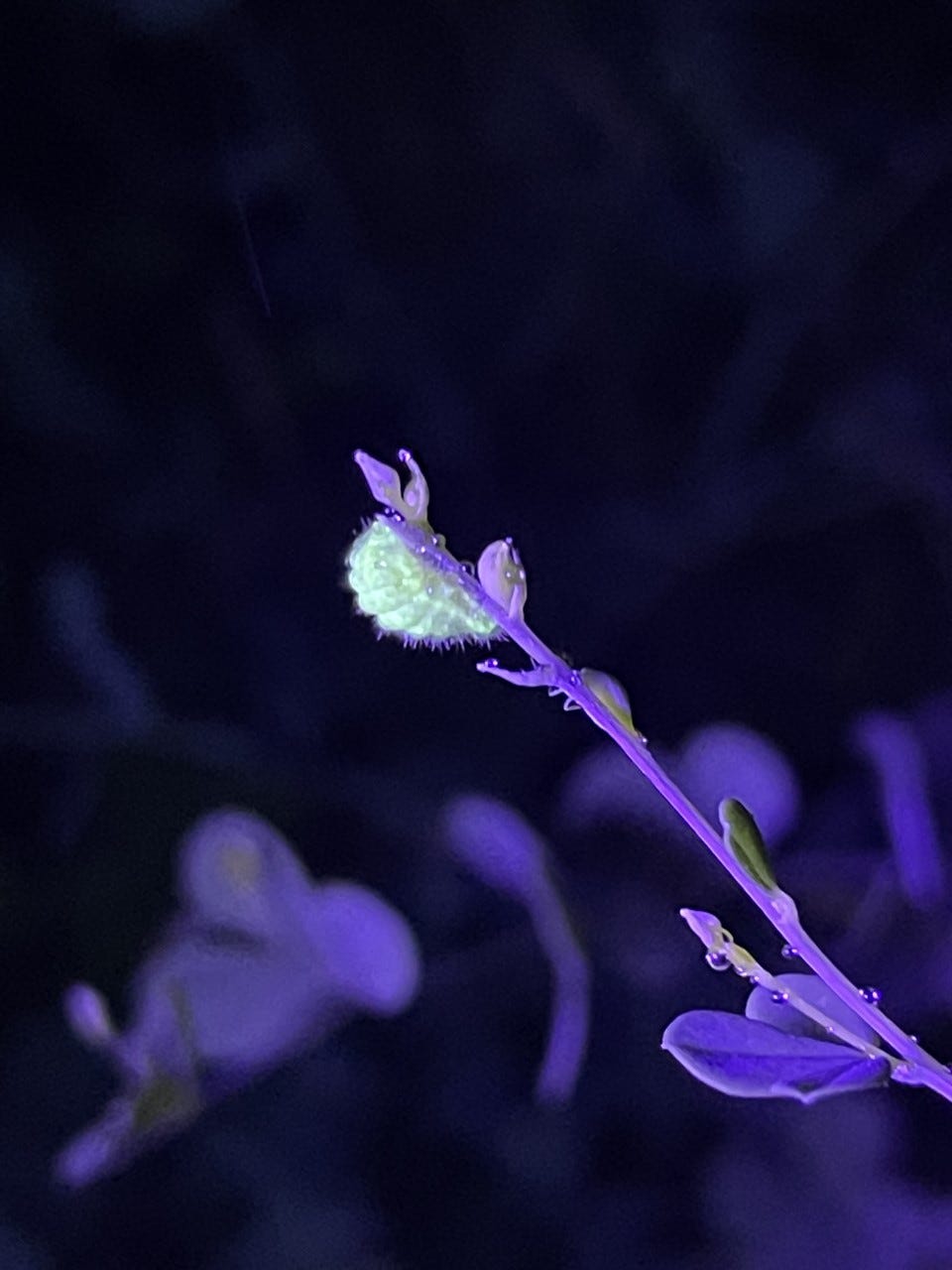 Going with the glow
