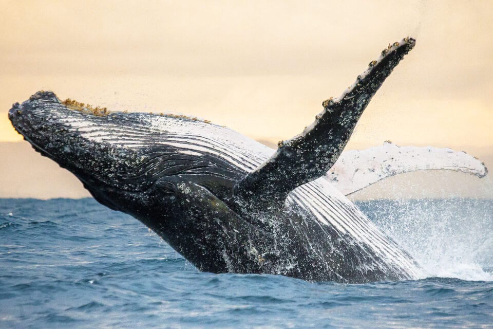 Scientists had a 20-minute ‘conversation’ with a whale named Twain | by ...