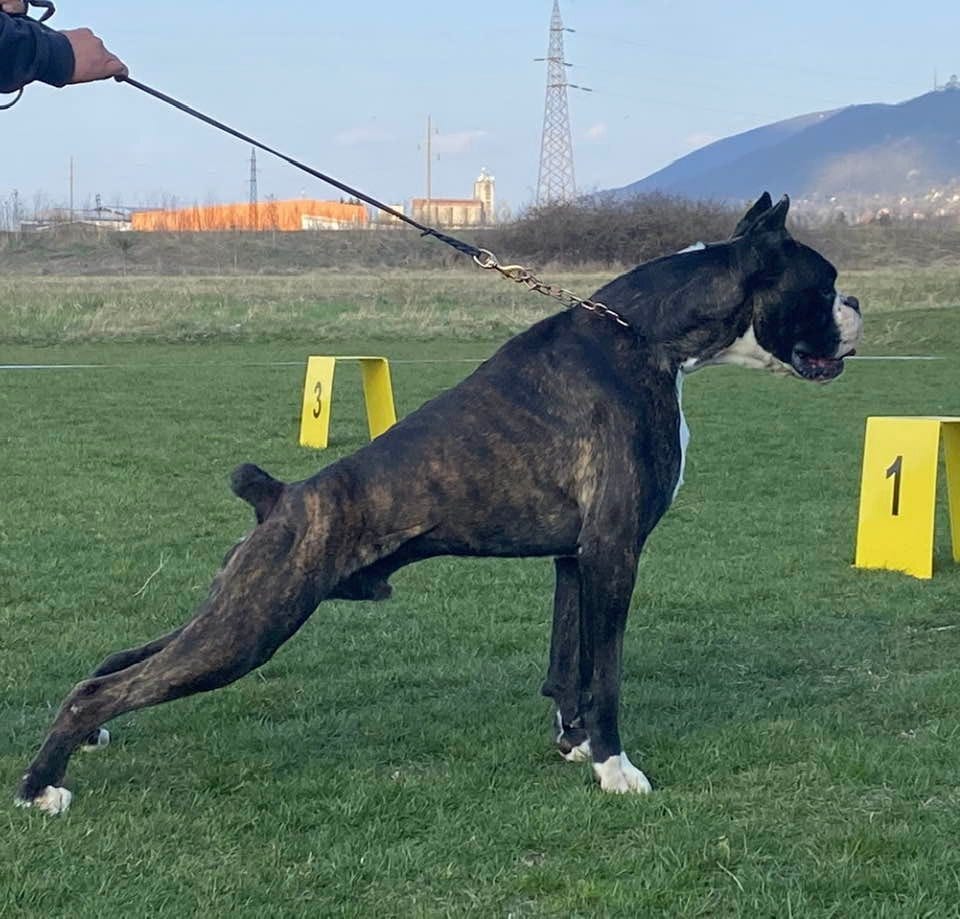 Setting the Standard: The Best Exhibition Character and Conformation for German  Boxer Dogs | by Andrasik Andrej | Medium