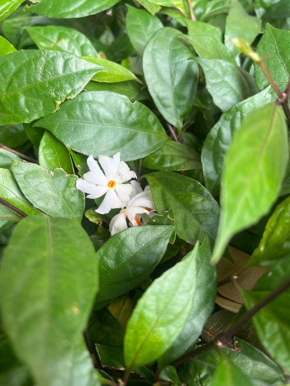 Parijata (225E)