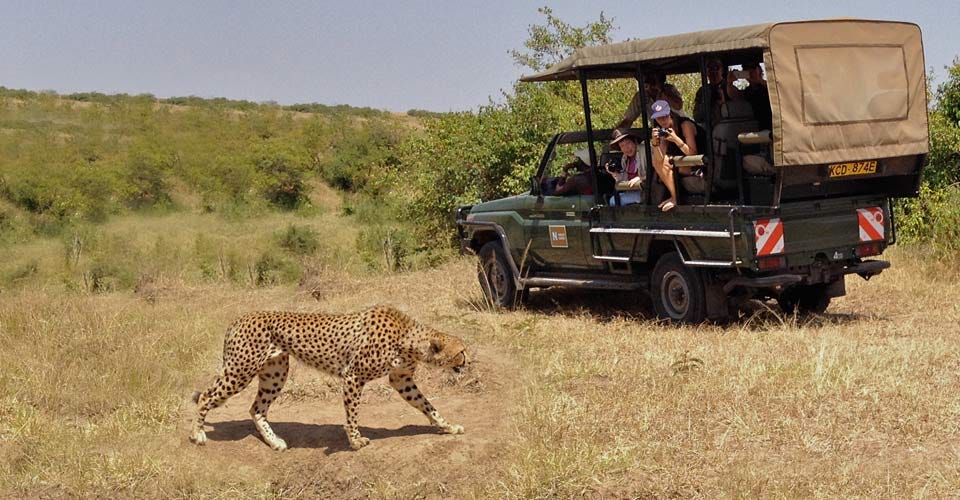 Best Of Kenya Safari Tours Everyone Should Know 