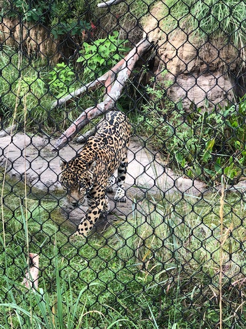 Jaguar - The Houston Zoo