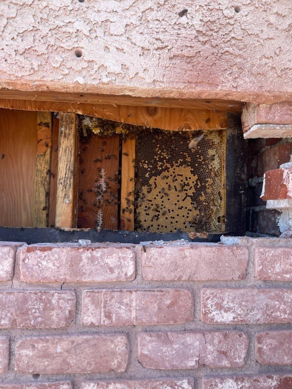 Can Bees Chew Through Drywall and Sheetrock?