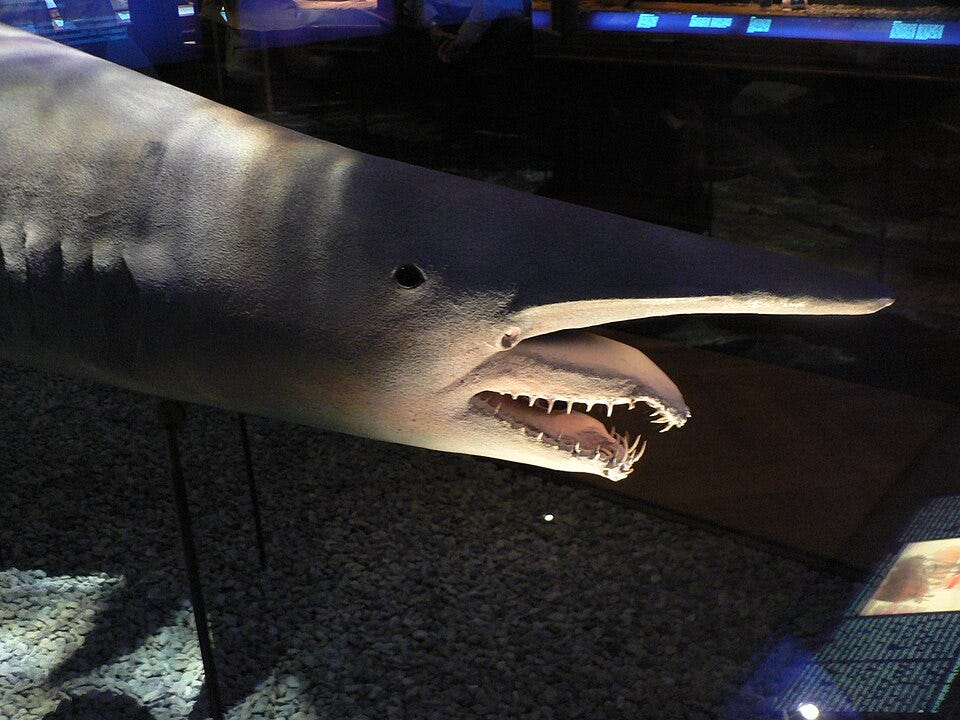 10 Truly Bizarre Sharks That You Might Have Never Seen Before