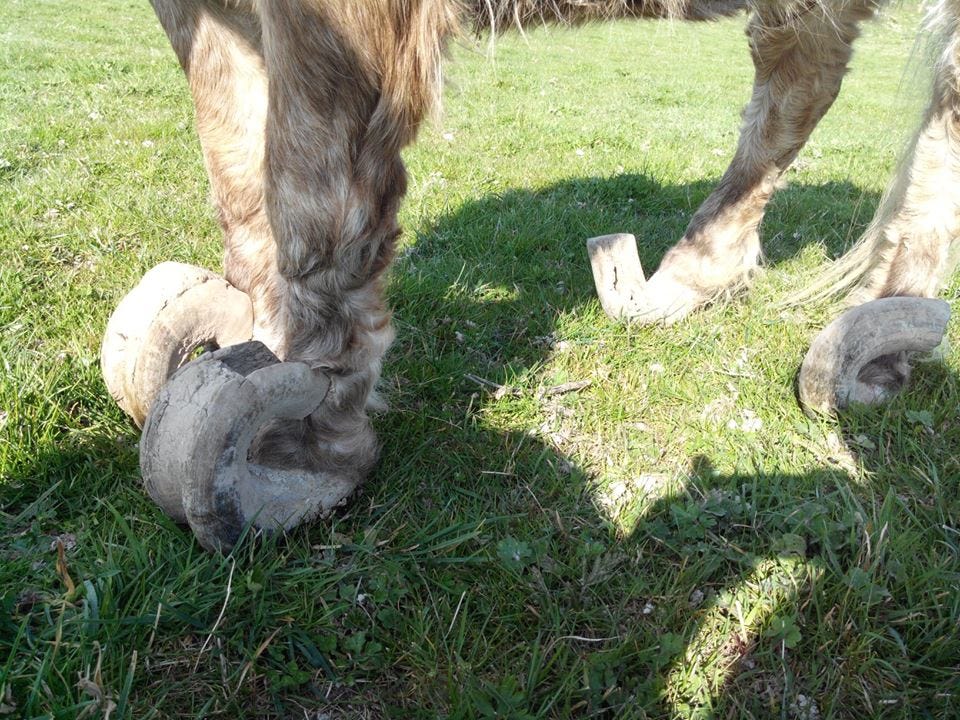 Les 5 erreurs à éviter pour l'entretien du pied d'un cheval | by Pauline |  Medium