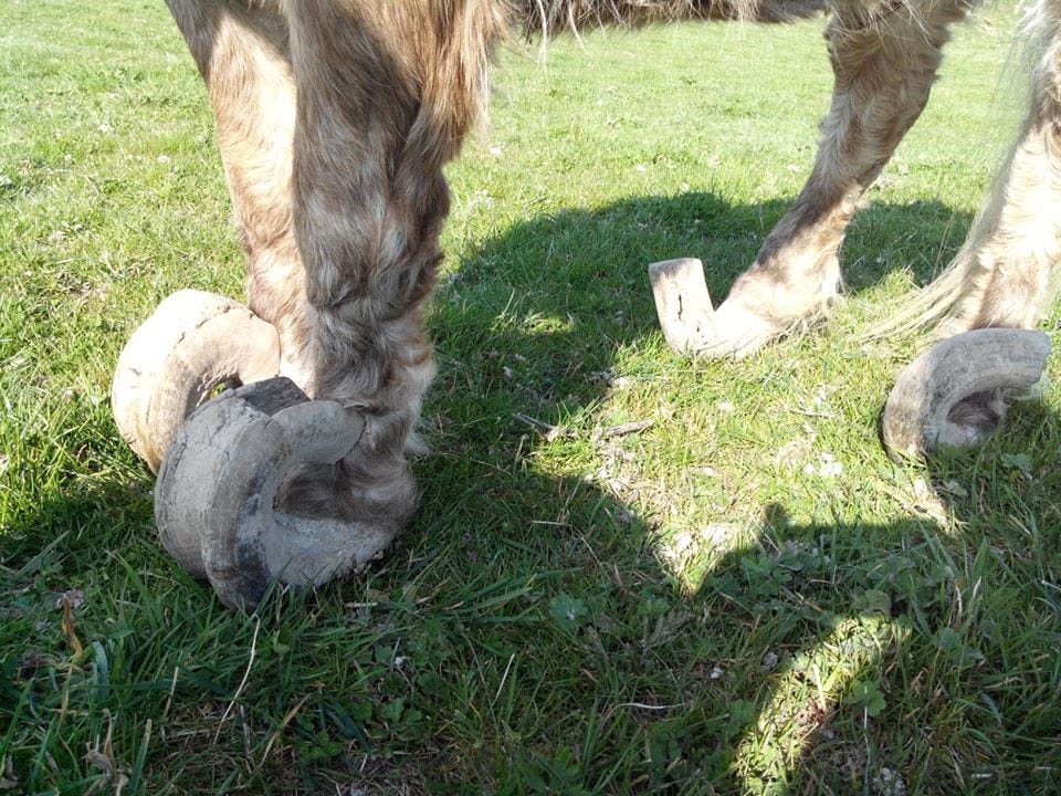 Entretien des sabots du cheval