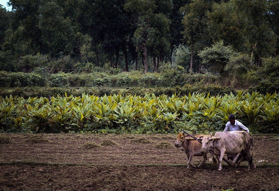 *Why are the farmers healthier than the other communities?* by