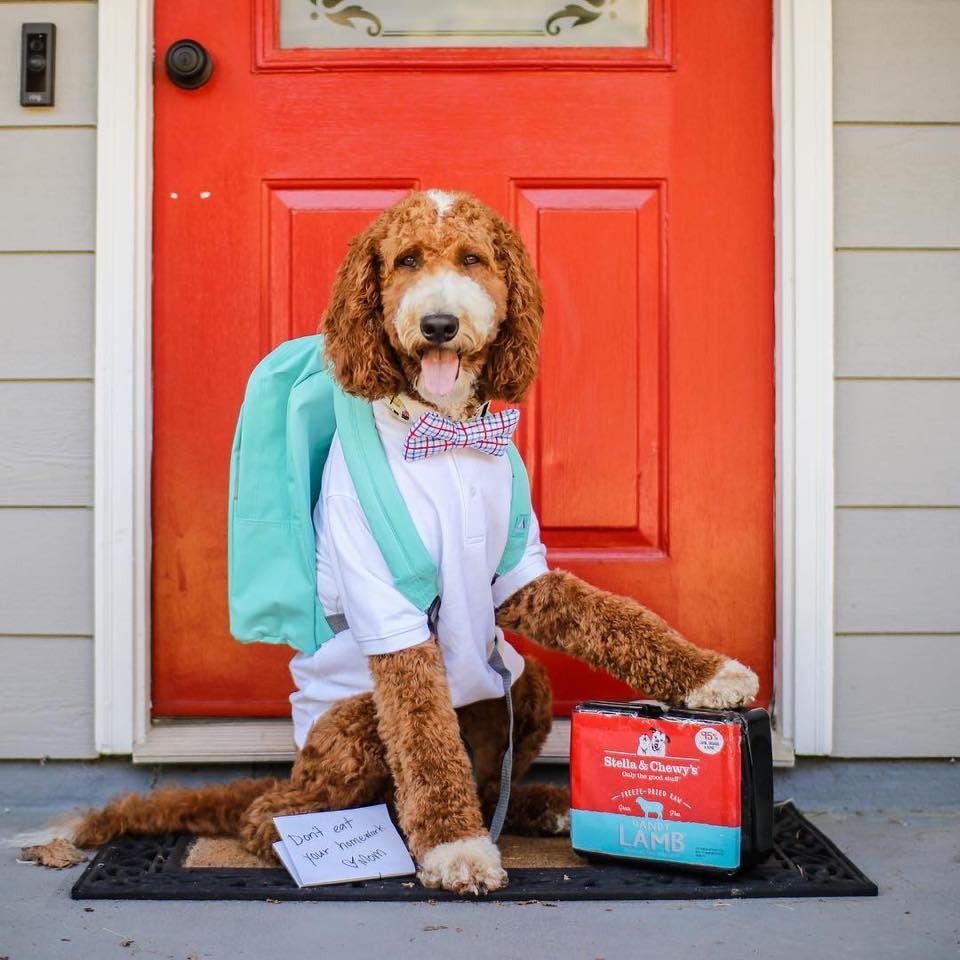 Animalerie Laval Brings the Best Dog Foods and Other Products for Your