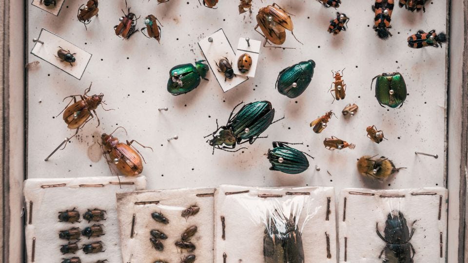 Forensic Entomology How Insects Help Solve Crimes and Determine Time