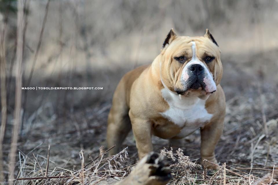So You Want To Become A Breeder.., by BULLY KING Magazine, BULLY KING  Magazine