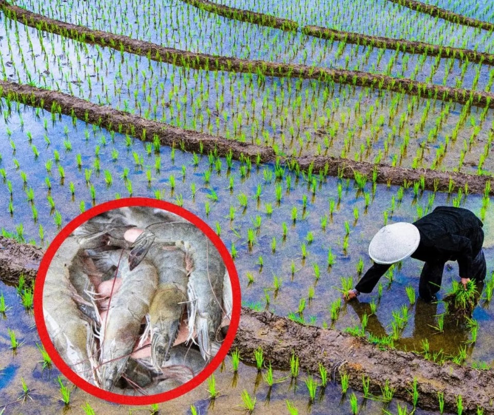Sawah untuk Pangan atau Panggung Keserakahan?