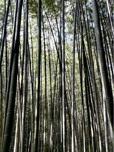 In Kyoto: A Quiet Walk in a Bamboo Forest | by Tim Ward