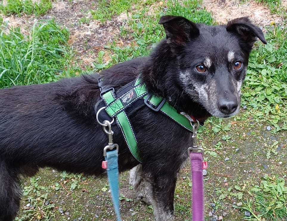 Is “Dog Music” Actually Calming For Dogs? by Susan Nilson The Cat